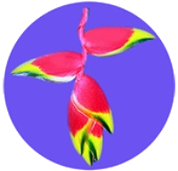 LOGO_Grupo_GEOLAT